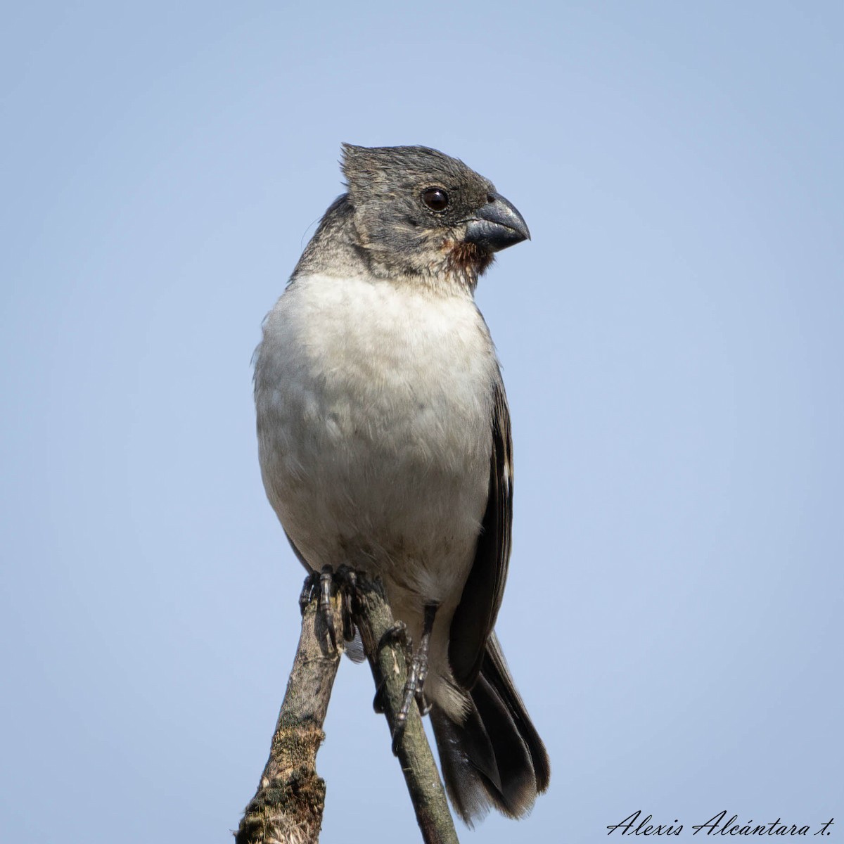 Chestnut-throated Seedeater - ML532626271