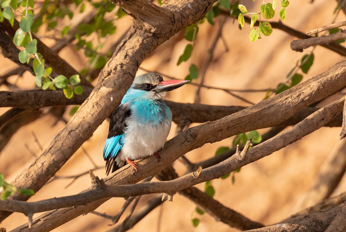 Blue-breasted Kingfisher - ML532628931