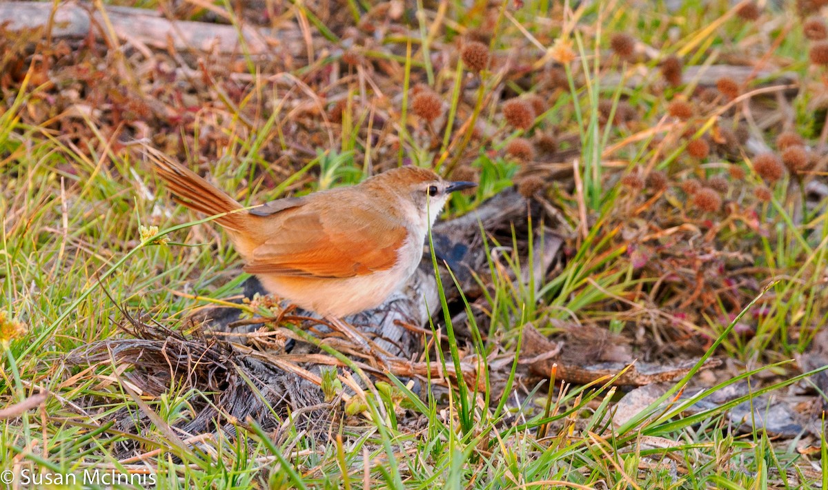 Yellow-chinned Spinetail - ML532631151