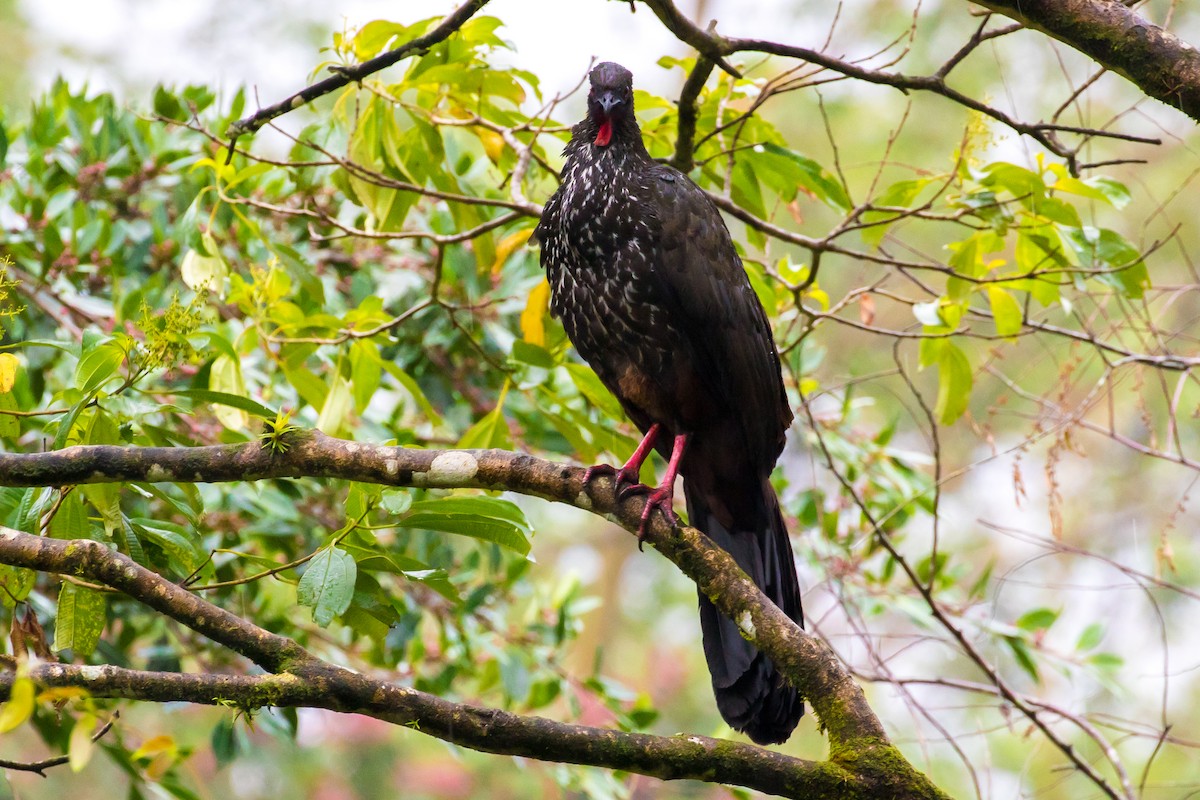 Crested Guan - ML53263461