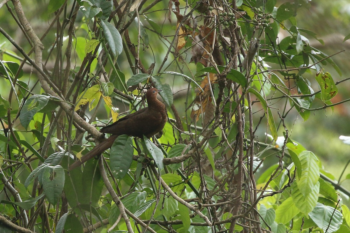 Andaman Cuckoo-Dove - ML532637111