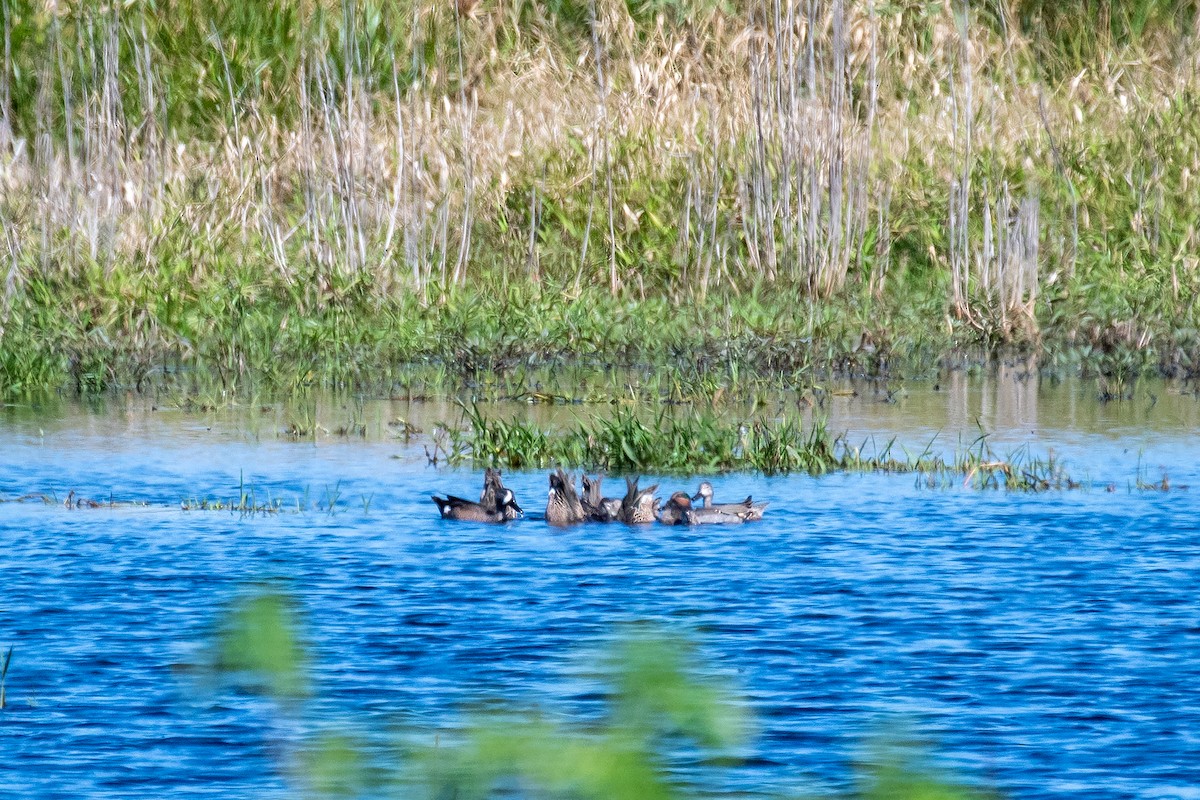 Blue-winged Teal - ML532639251