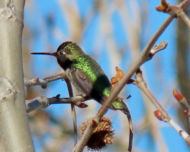 Anna's Hummingbird - ML532641811