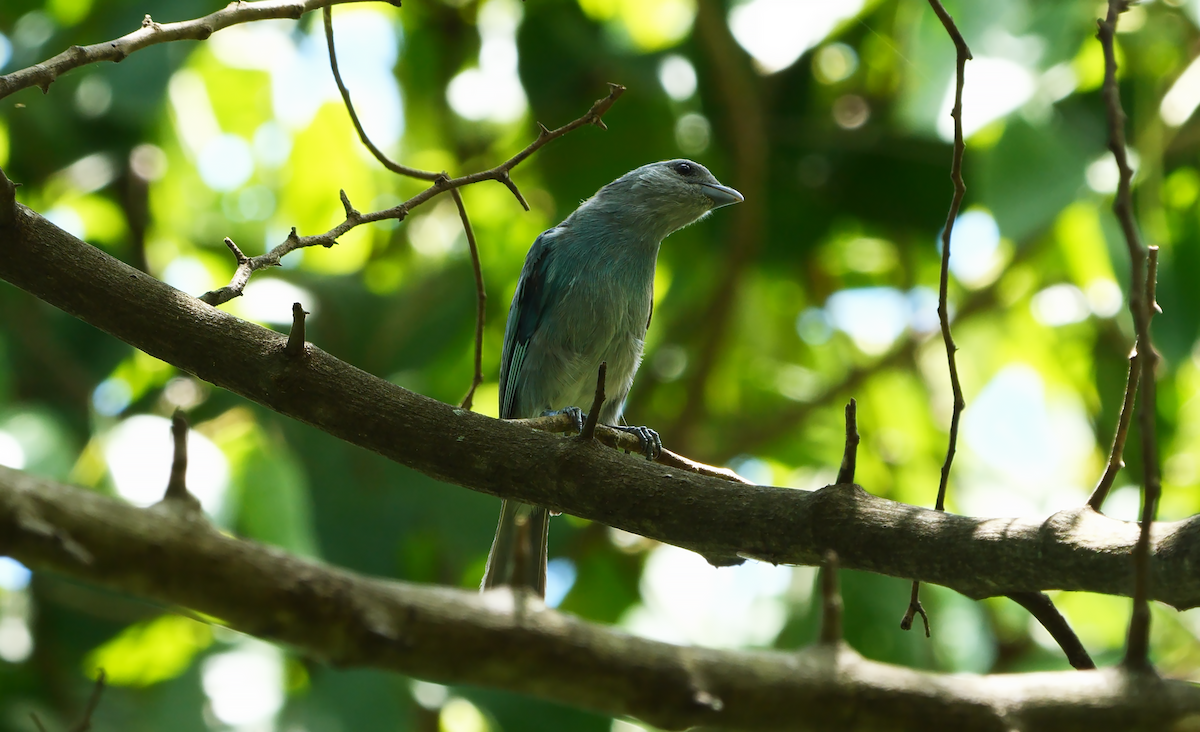 Glaucous Tanager - ML532641951