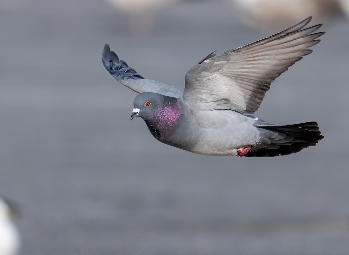 Rock Pigeon (Feral Pigeon) - Matthew Addicks