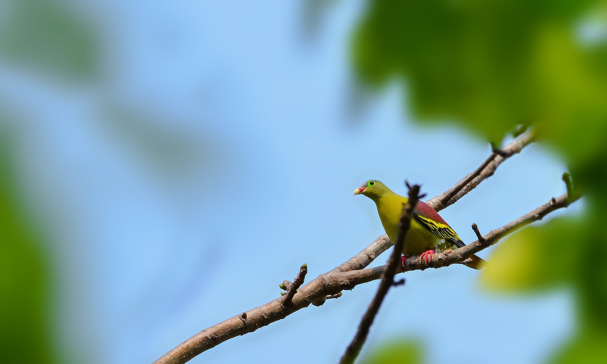 Thick-billed Green-Pigeon - Rahul Chakraborty