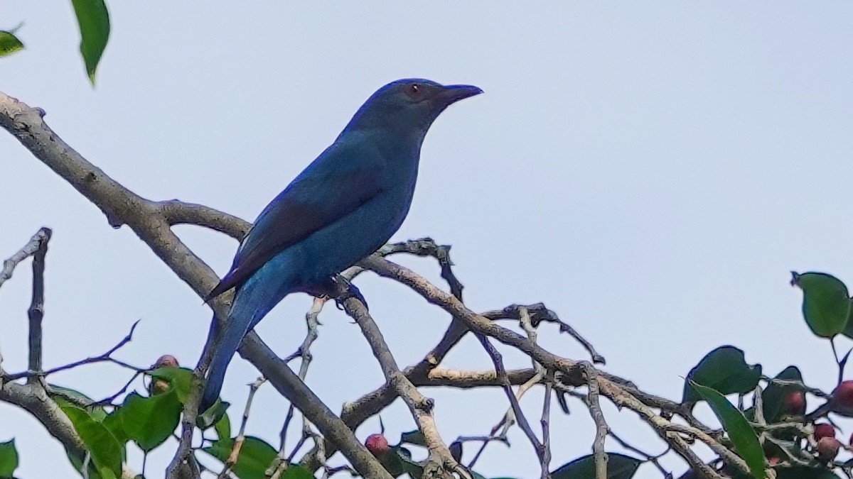 Asian Fairy-bluebird - Donald Sutherland