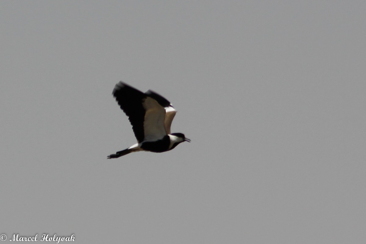 Spur-winged Lapwing - ML532649771