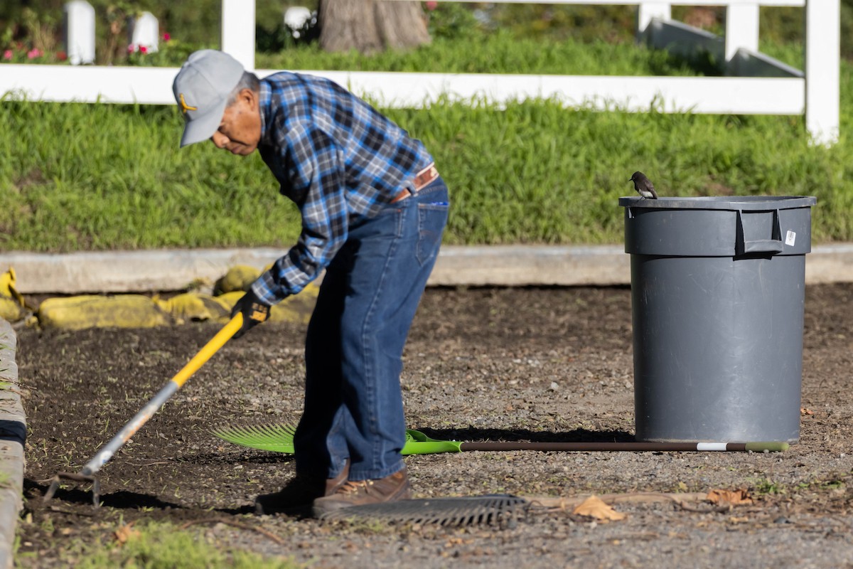 eBird Checklist 23 Jan 2023 Carlsbad Premium Outlets 22 species