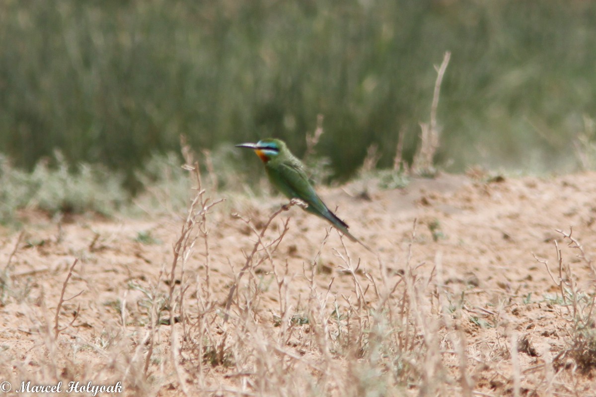 Blue-cheeked Bee-eater - ML532650101