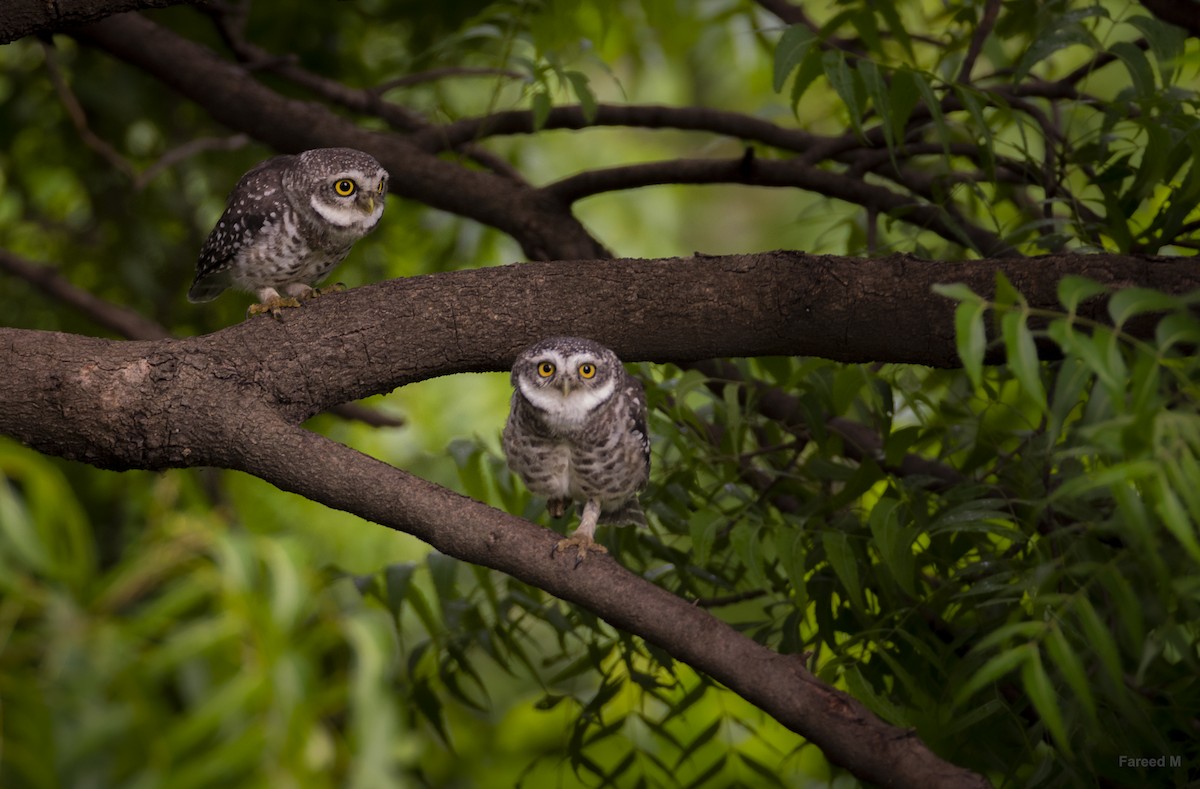Spotted Owlet - ML532652781