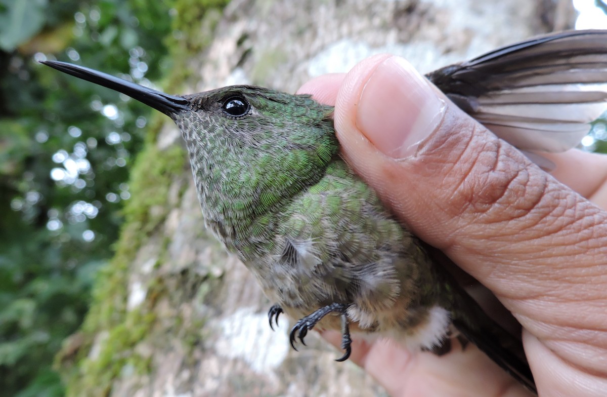 Scaly-breasted Hummingbird - Liliana Chavarria Duriaux