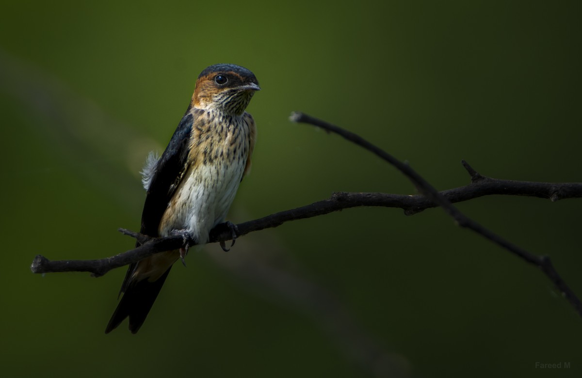 Red-rumped Swallow - ML532655821