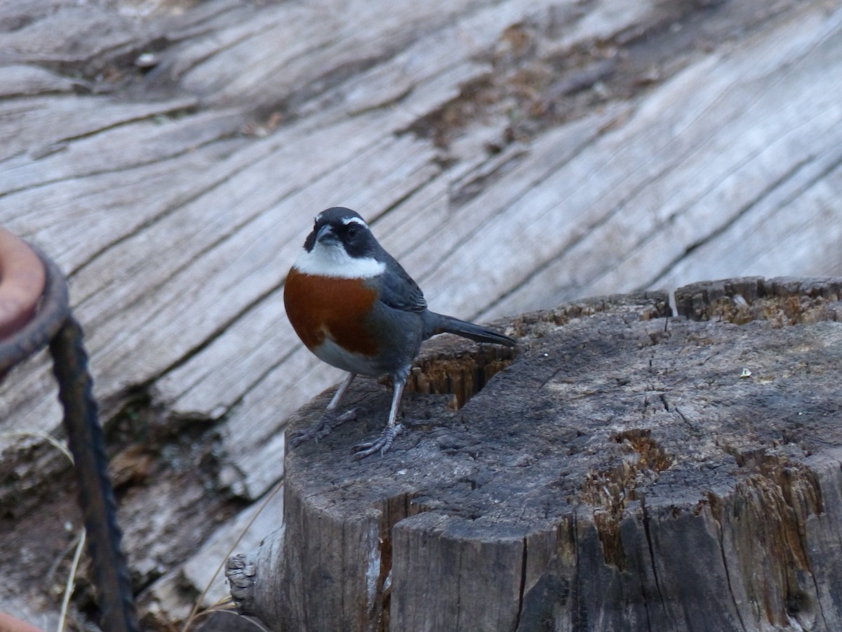 Chestnut-breasted Mountain Finch - ML532656141