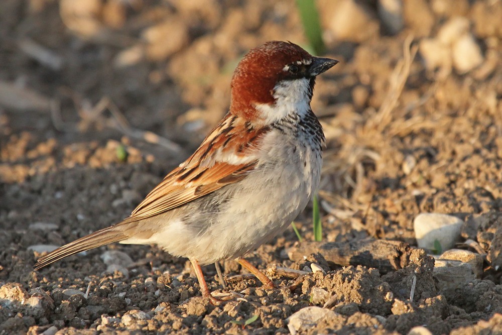 Italian Sparrow - Maties Rebassa
