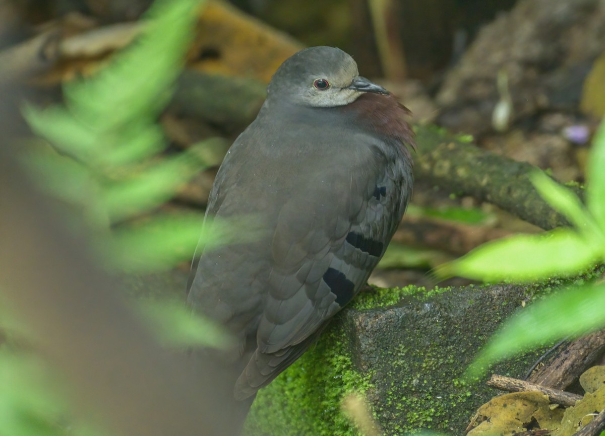 Maroon-chested Ground Dove - ML532660951