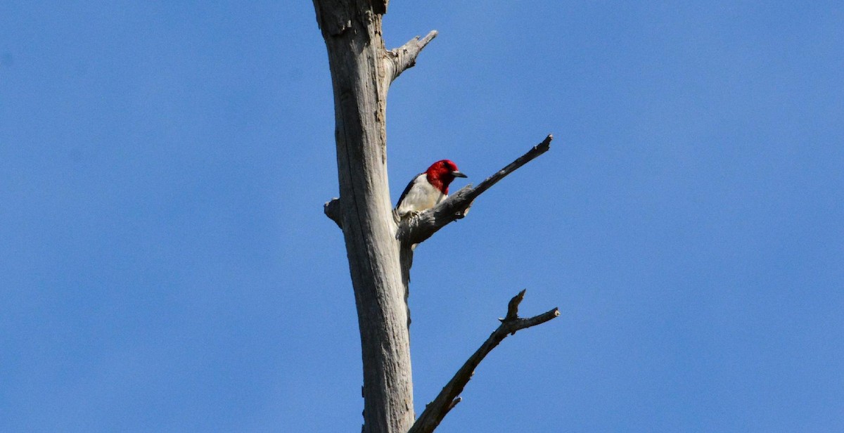 Red-headed Woodpecker - ML532661241