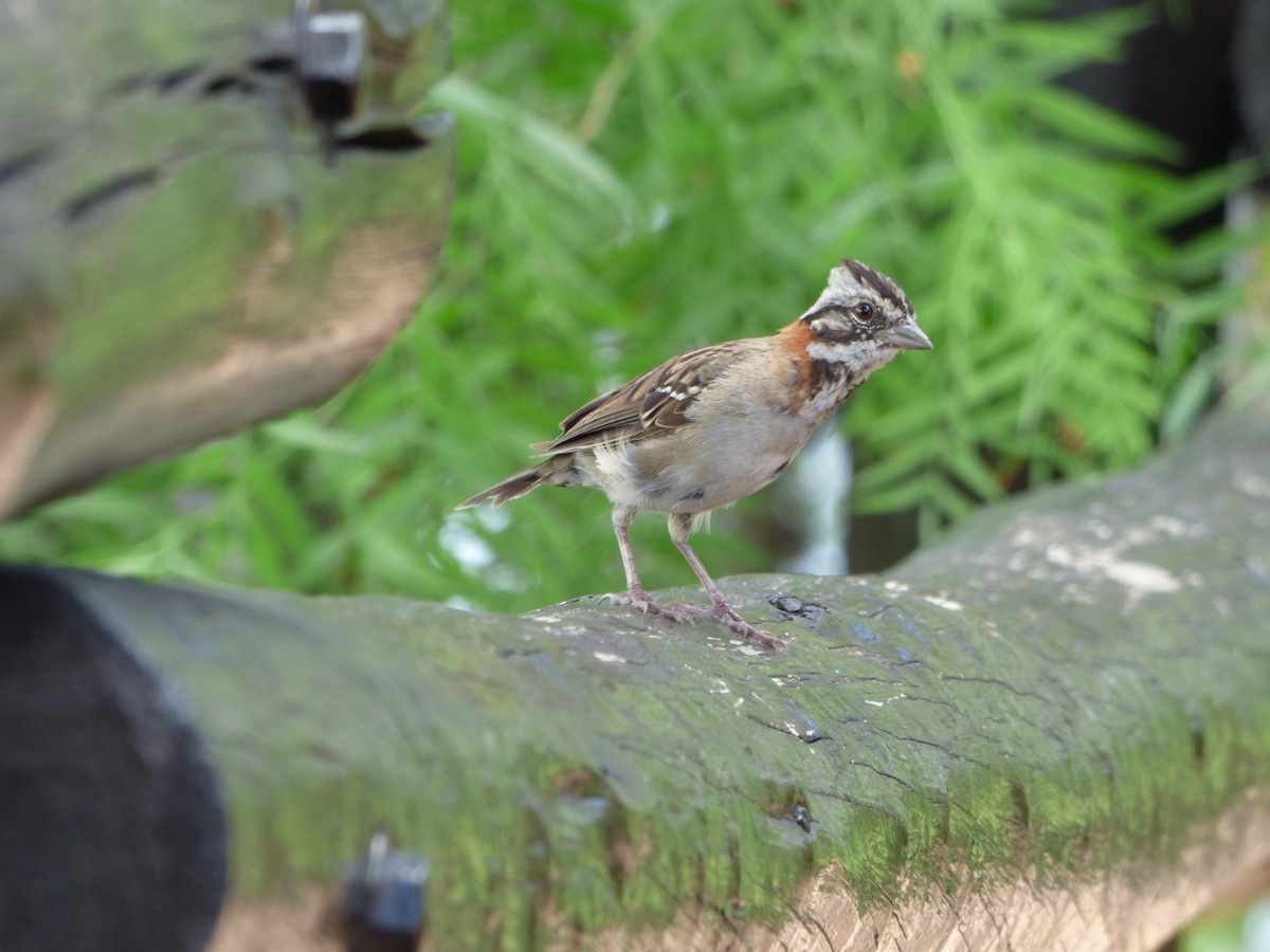 Rufous-collared Sparrow - Pablo Hernan Capovilla