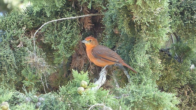 Hepatic Tanager - ML532666641