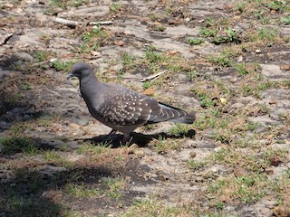 Spot-winged Pigeon, ML532666831