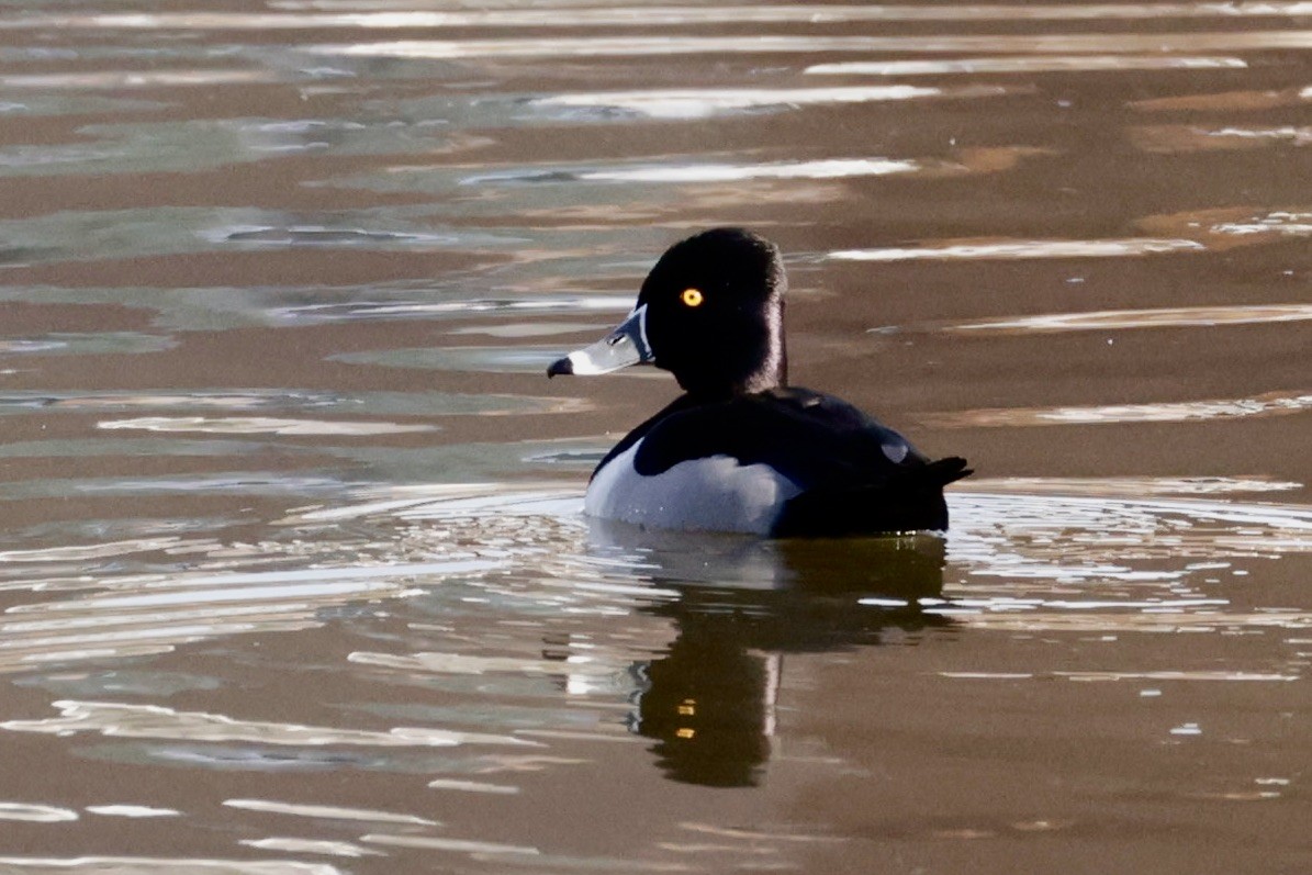 Ring-necked Duck - ML532668581