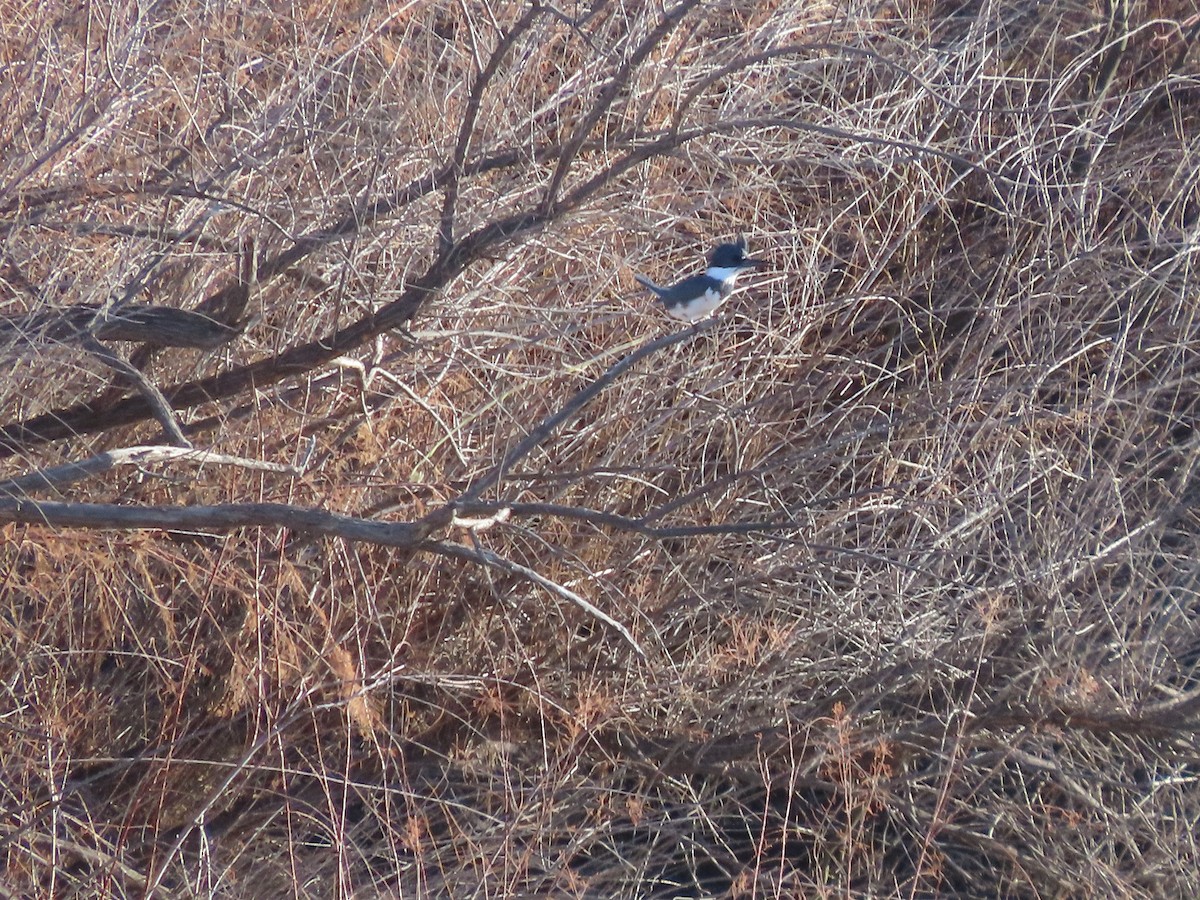 Belted Kingfisher - Anne (Webster) Leight