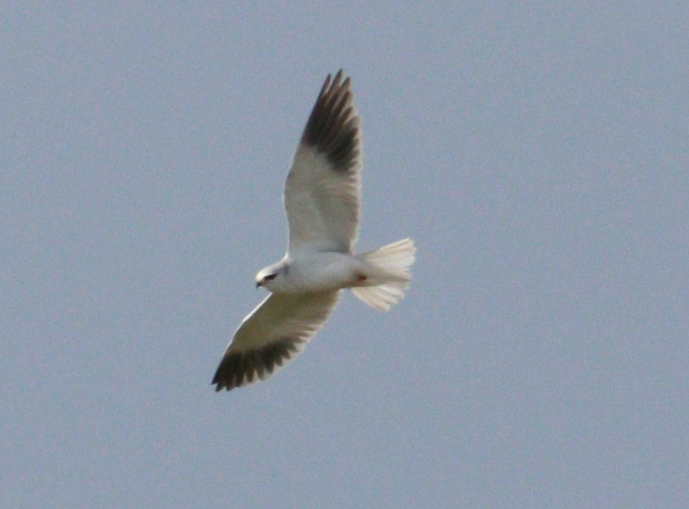 Black-winged Kite - Bussier romain