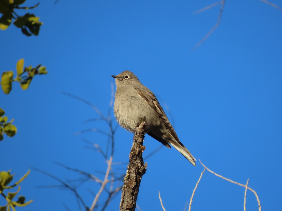 Townsend's Solitaire - Anne (Webster) Leight
