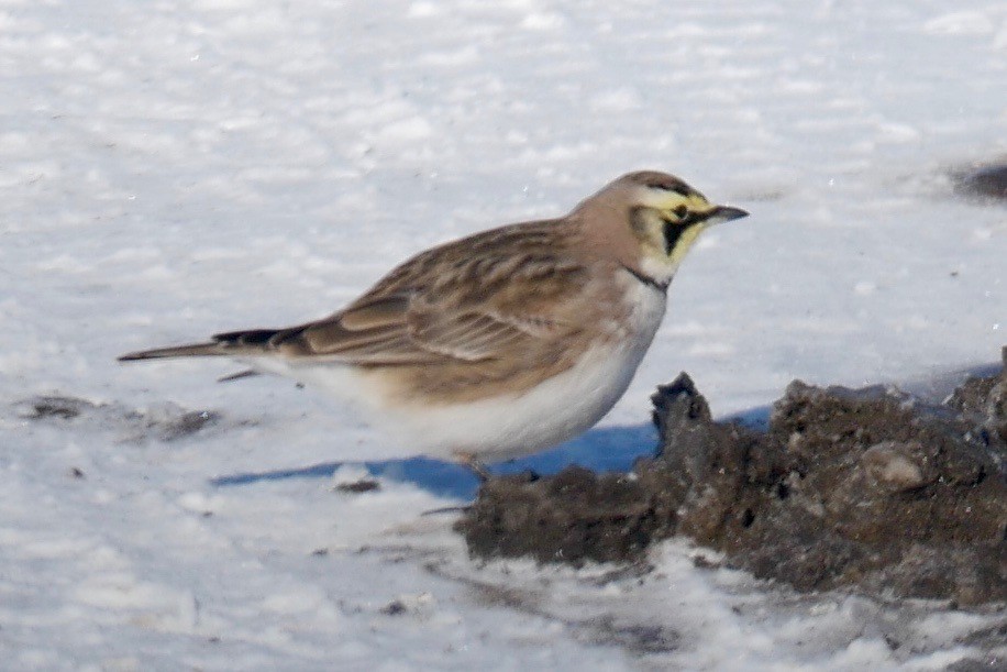 eBird Checklist 7 Feb 2023 BaieduFebvre (station d'épuration