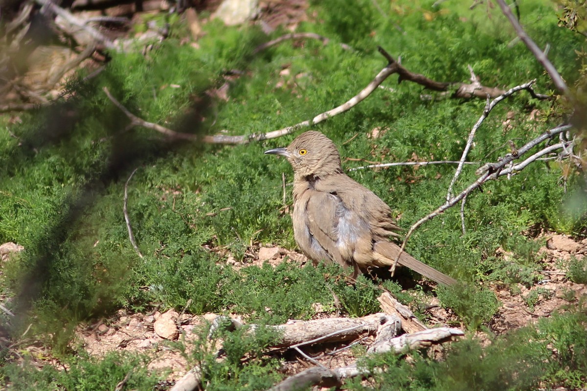 Bendire's Thrasher - ML532675691
