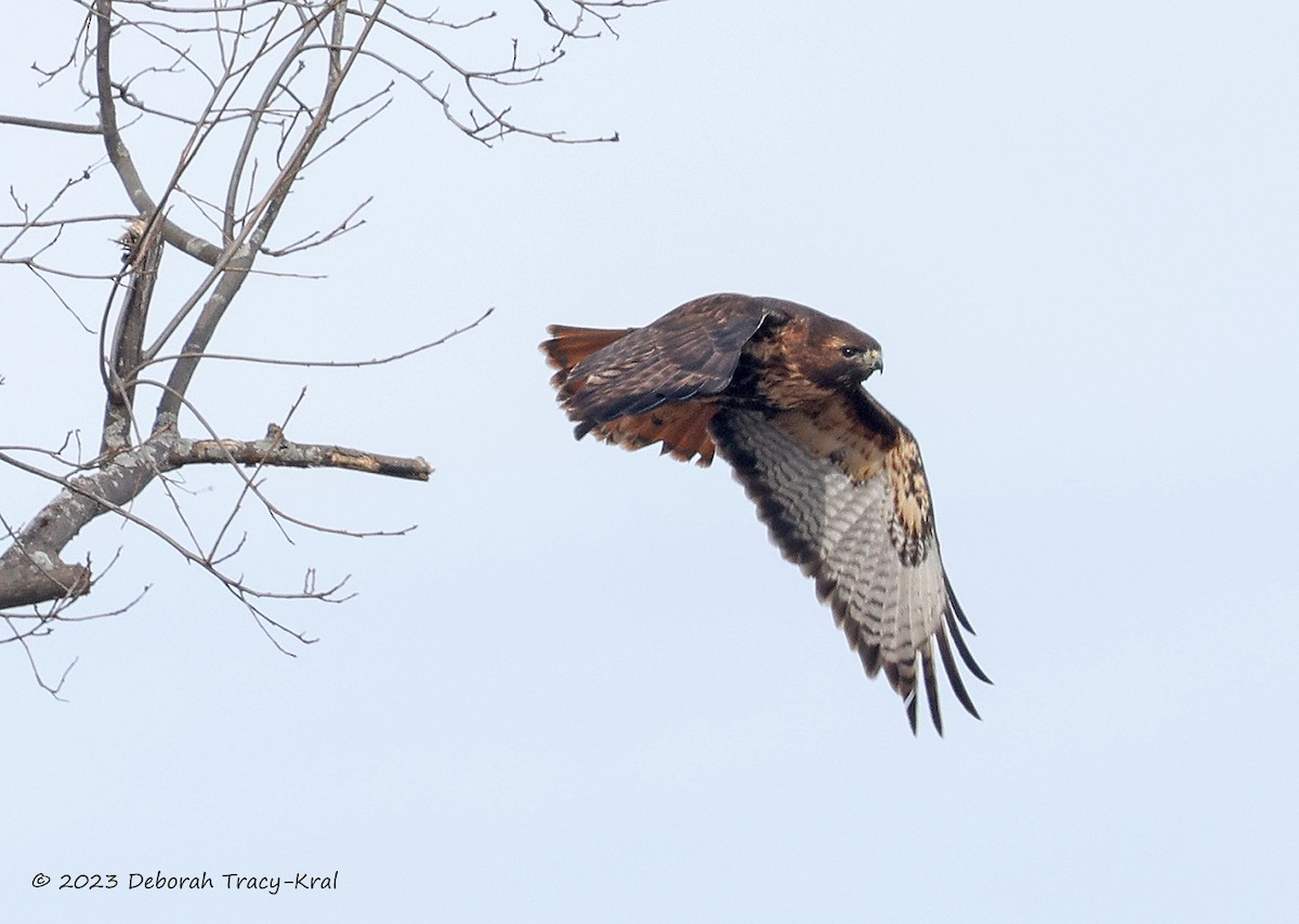 Red-tailed Hawk (abieticola) - ML532677621