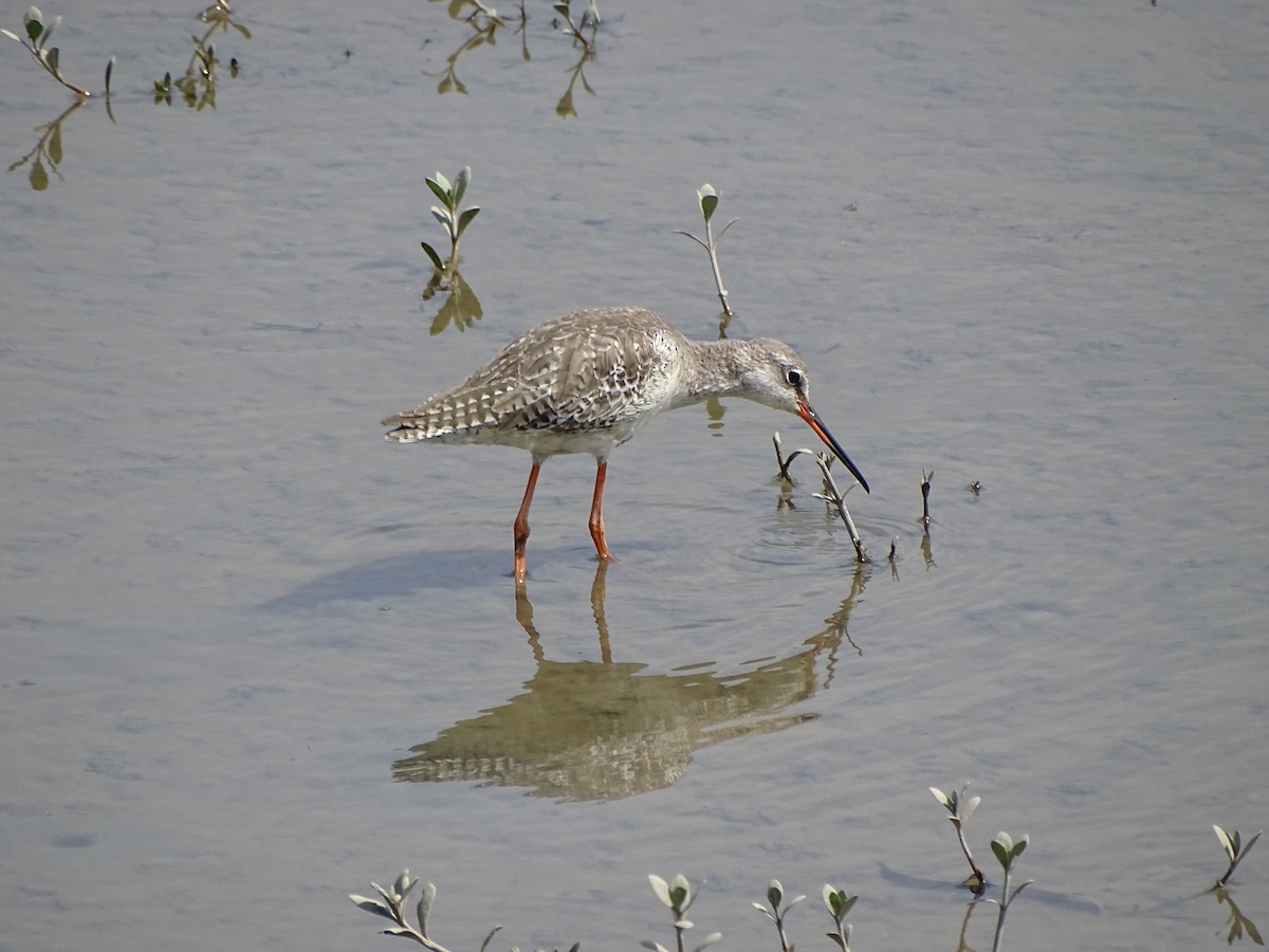 Spotted Redshank - ML53267881