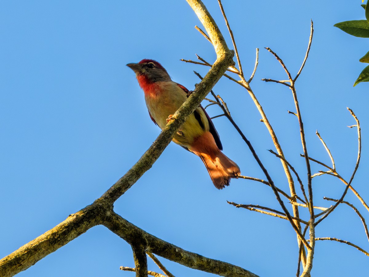 Rose-throated Tanager - ML532680891