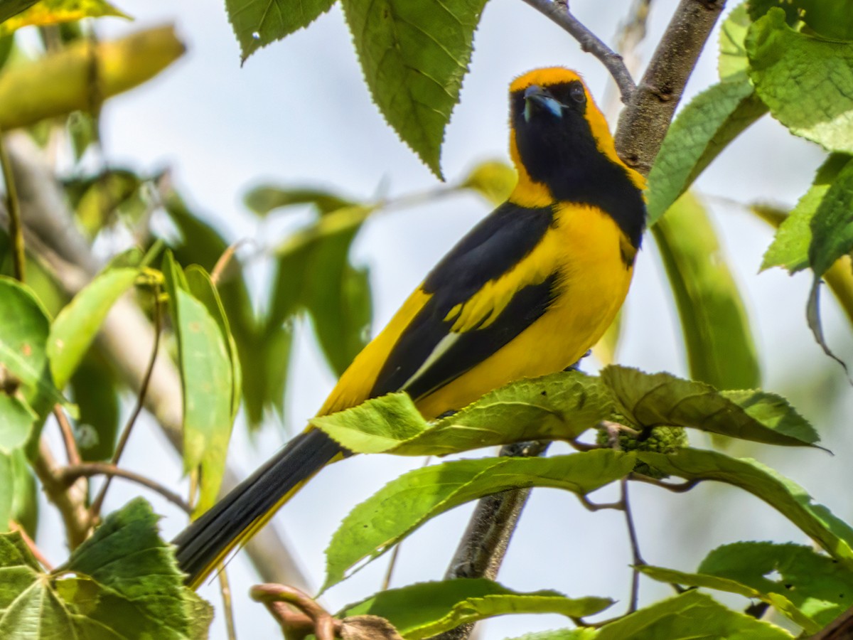 Yellow-tailed Oriole - ML532682741