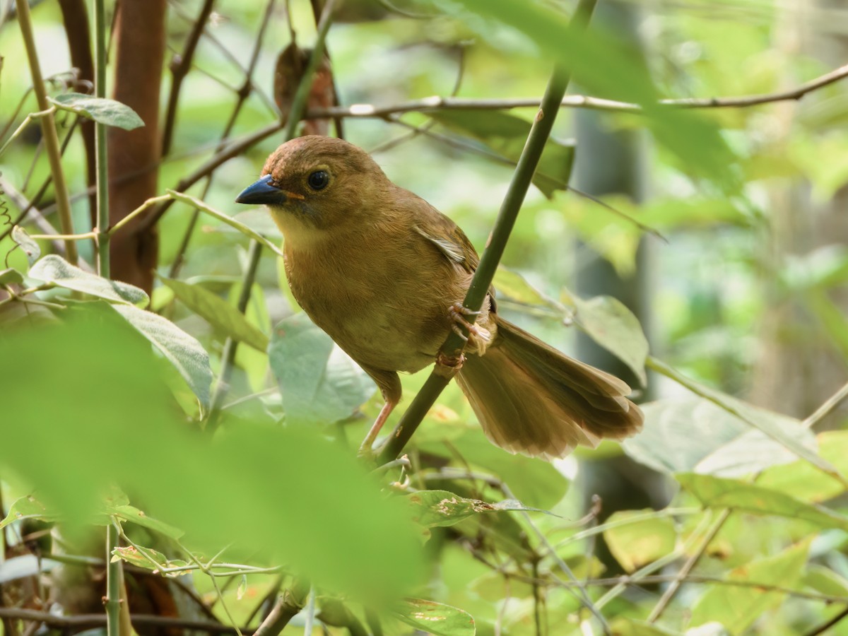 Red-throated Ant-Tanager - ML532683551