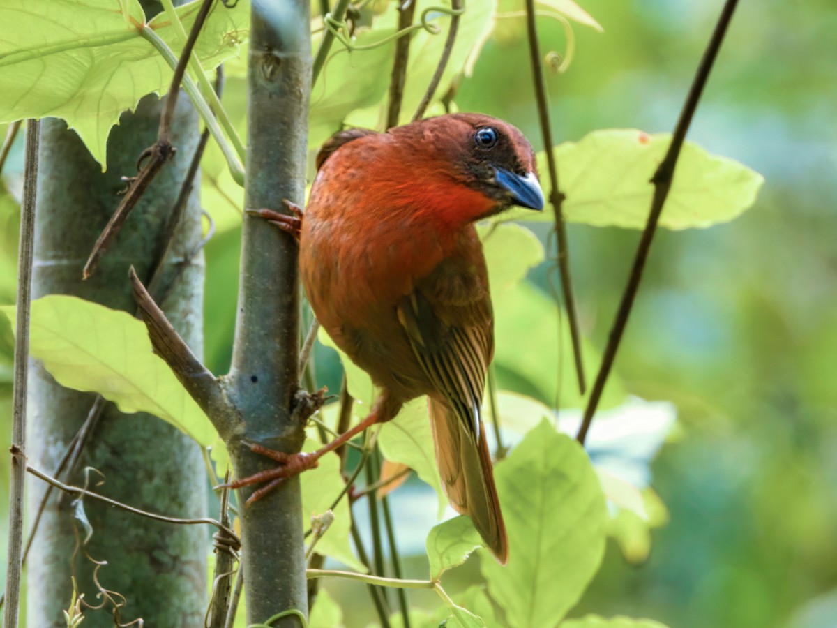 Red-throated Ant-Tanager - ML532683561