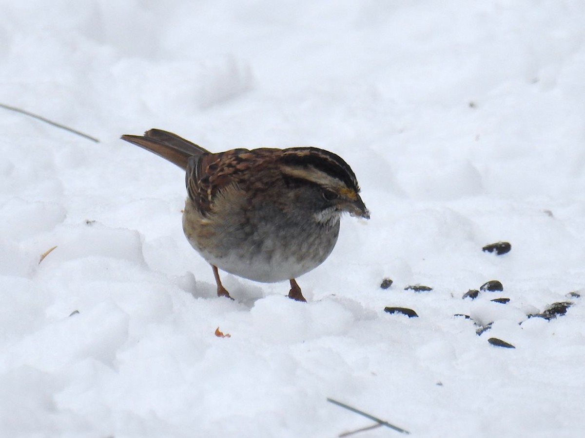 White-throated Sparrow - ML532684491
