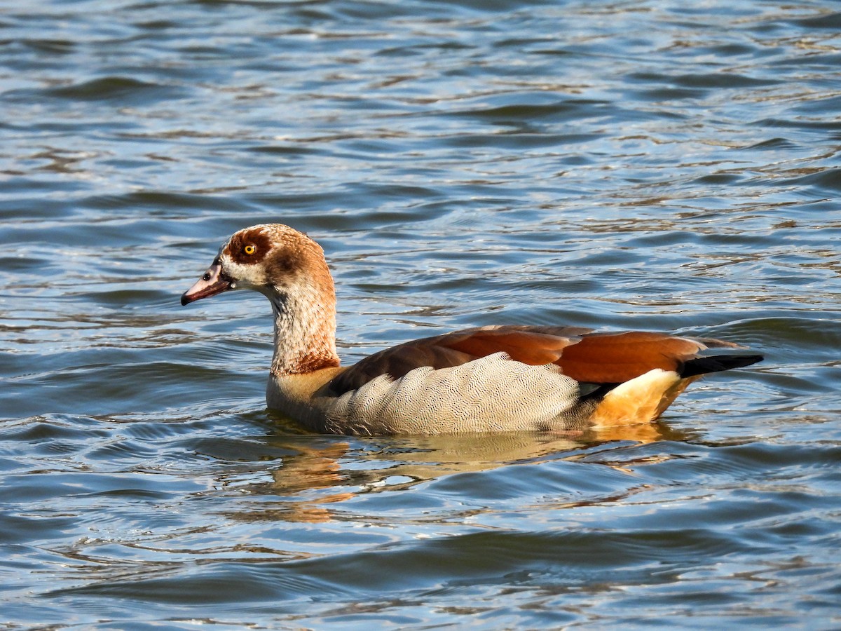 eBird Checklist - 5 Mar 2022 - 43 D Volčja Draga, Nova Gorica, SI (45. ...