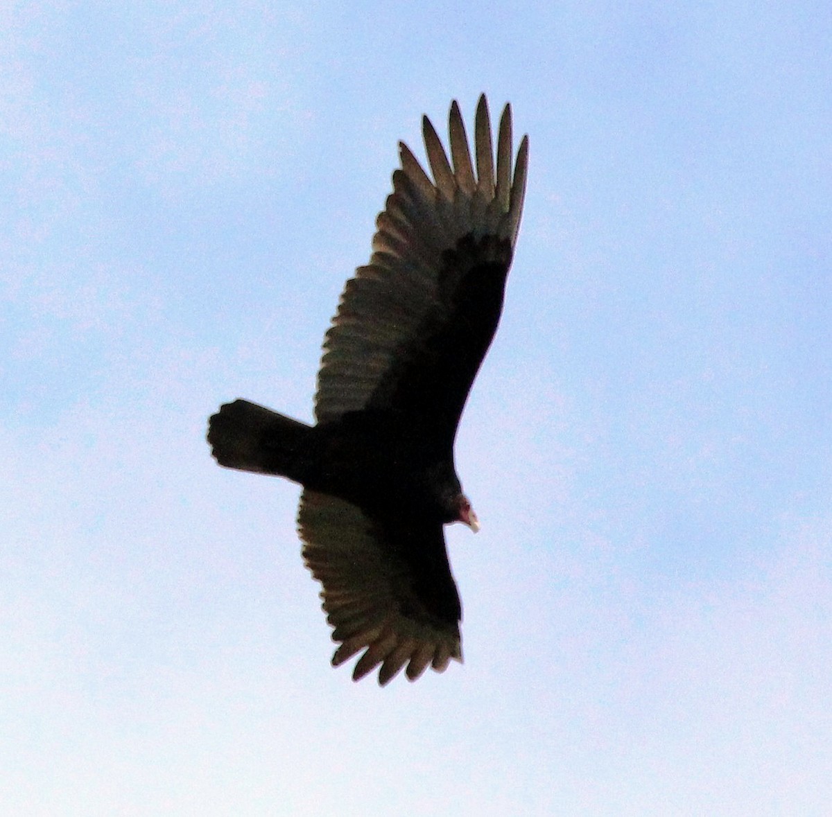 Turkey Vulture - Nels Nelson