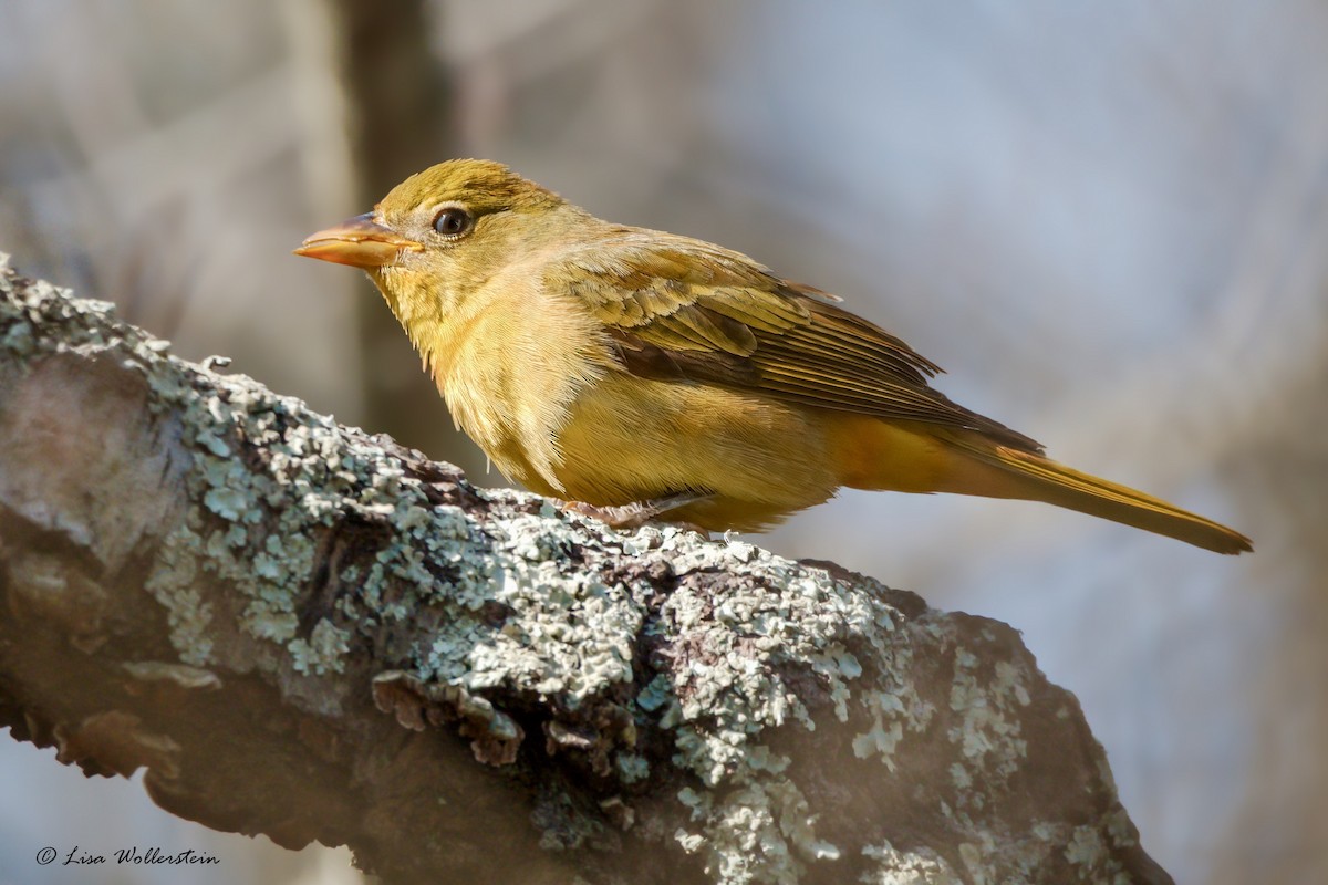 eBird Checklist 7 Feb 2023 Islip (Suffolk Co.) 16 species
