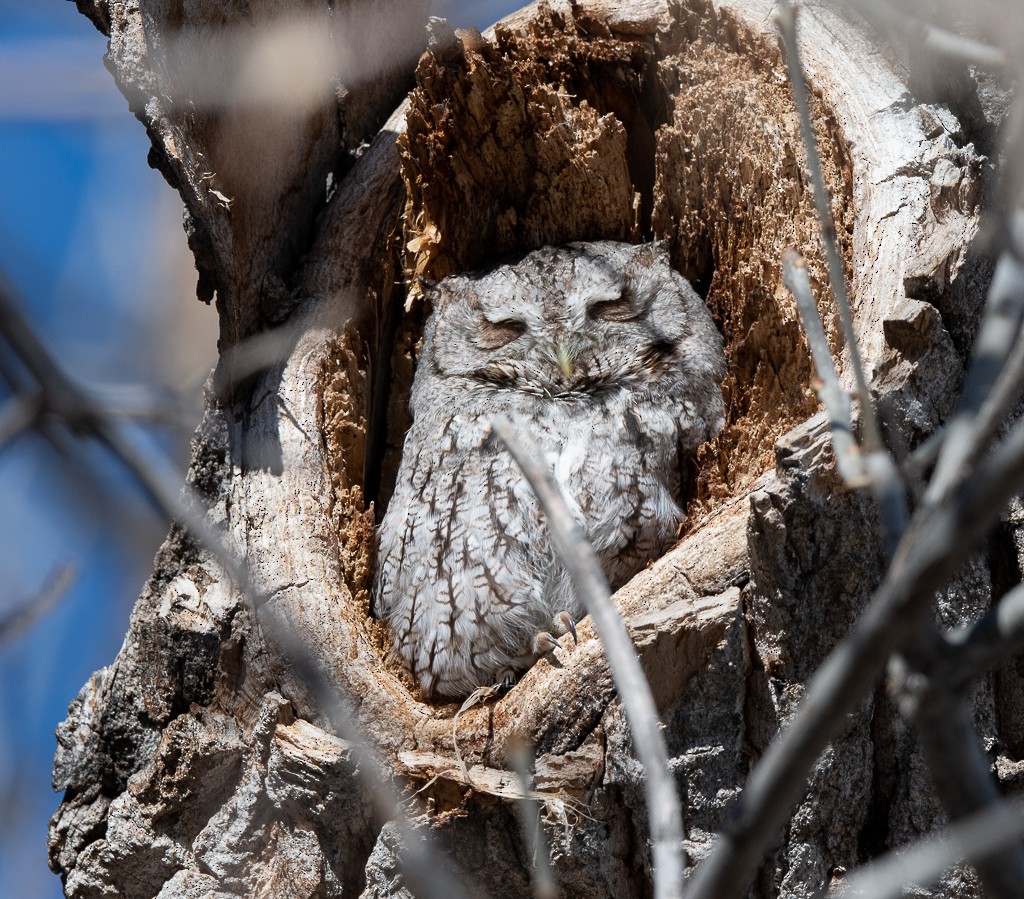 Eastern Screech-Owl - Kevin Rutherford