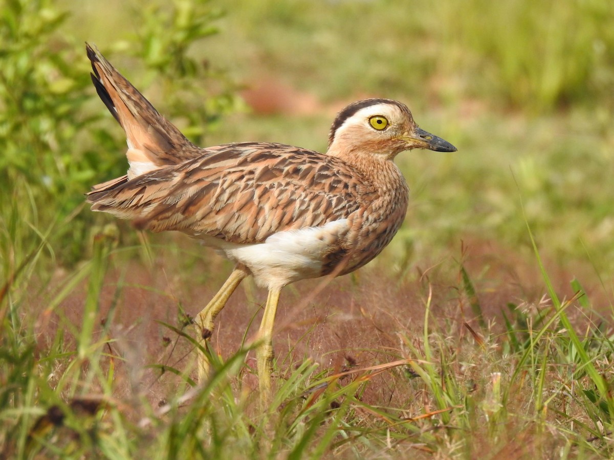 Double-striped Thick-knee - ML532697671
