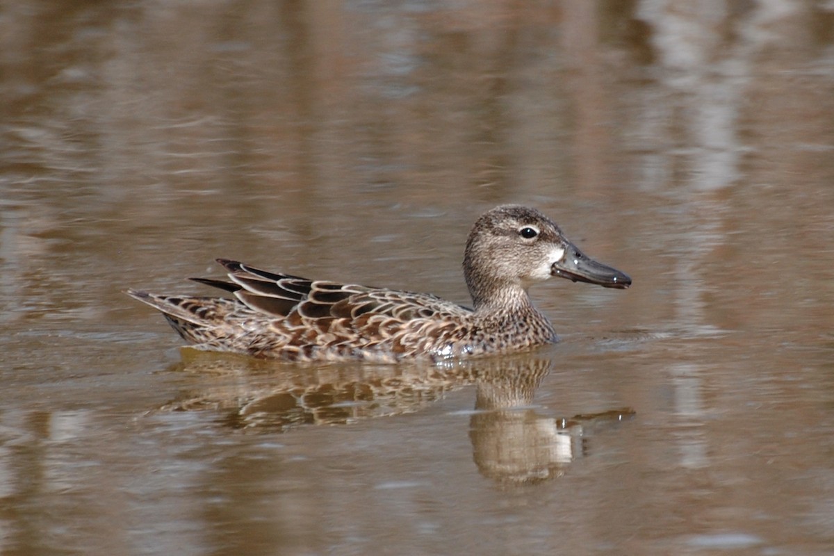 Blue-winged Teal - ML532700291