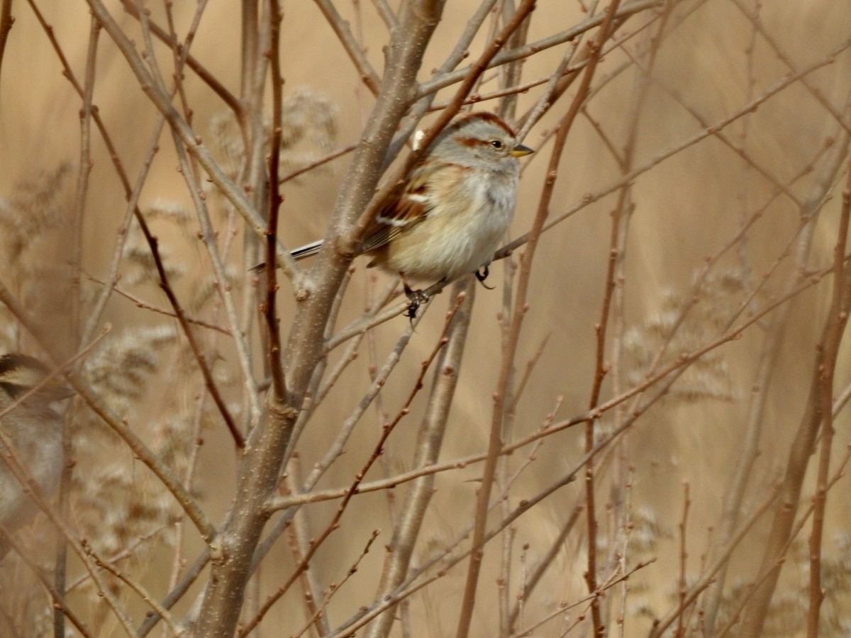 American Tree Sparrow - ML532701311
