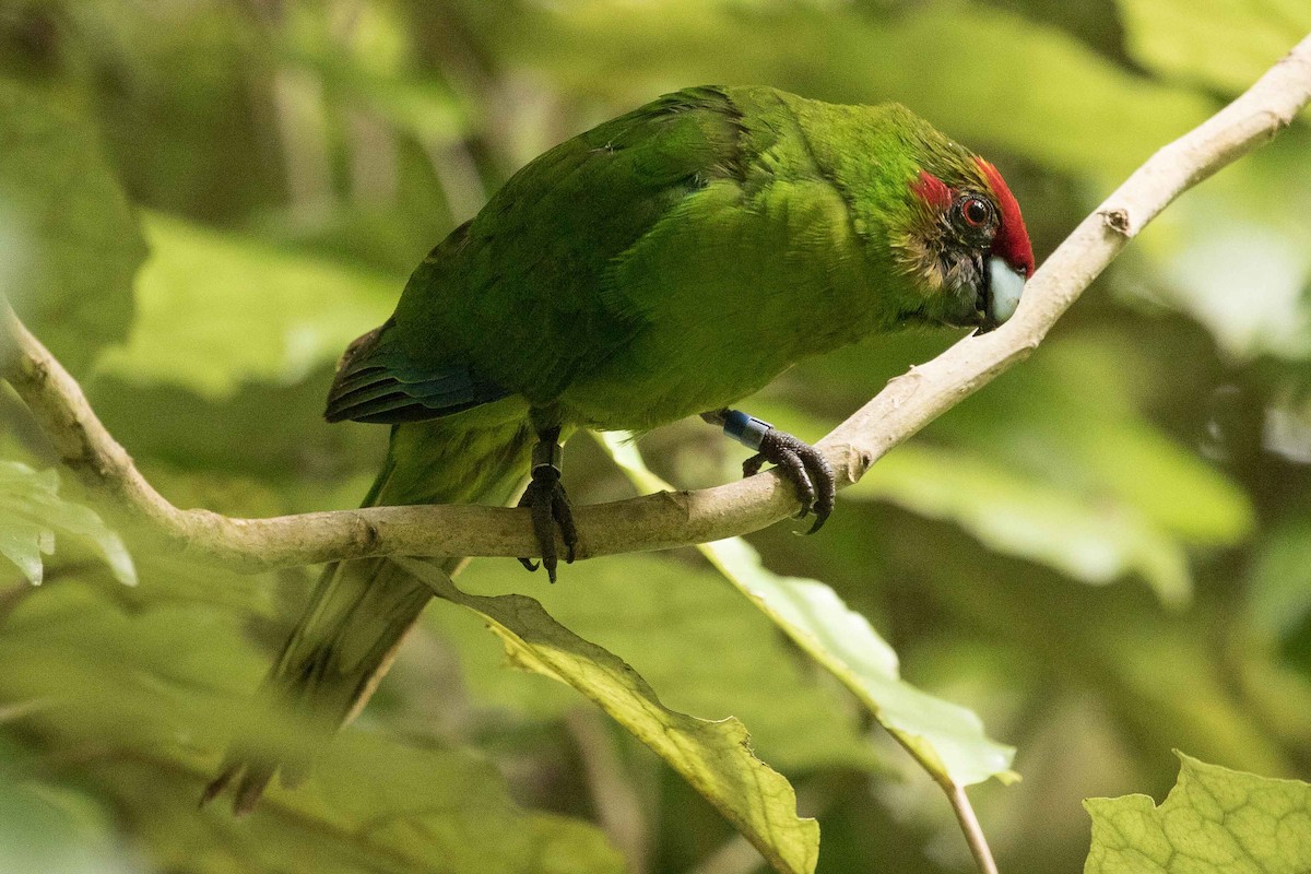 Red-crowned Parakeet - ML53270421