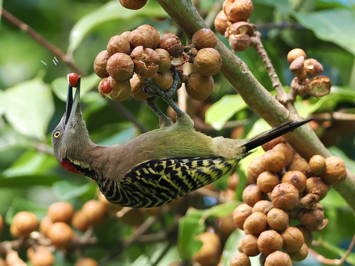 Hispaniolan Woodpecker - ML532704301
