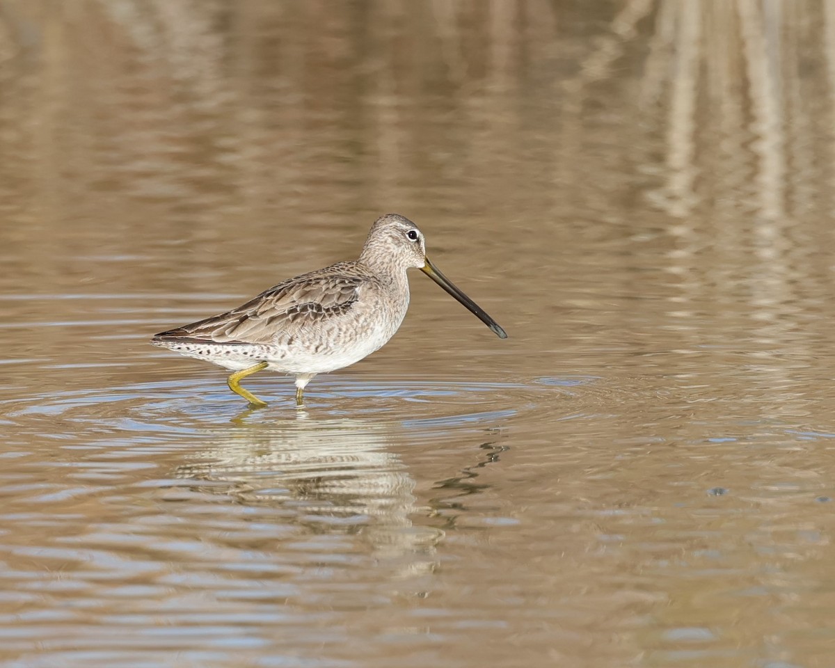 Long-billed Dowitcher - ML532704551