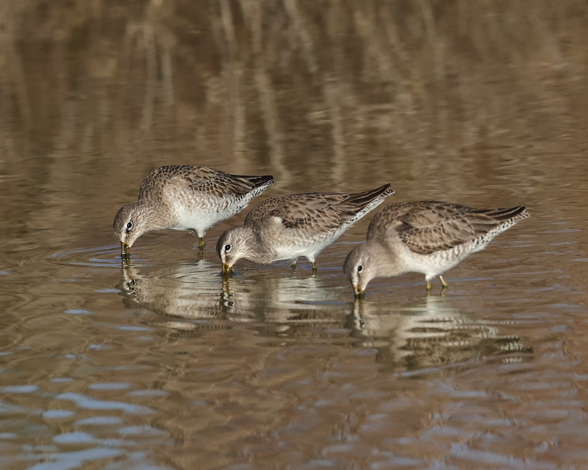 Long-billed Dowitcher - ML532704691