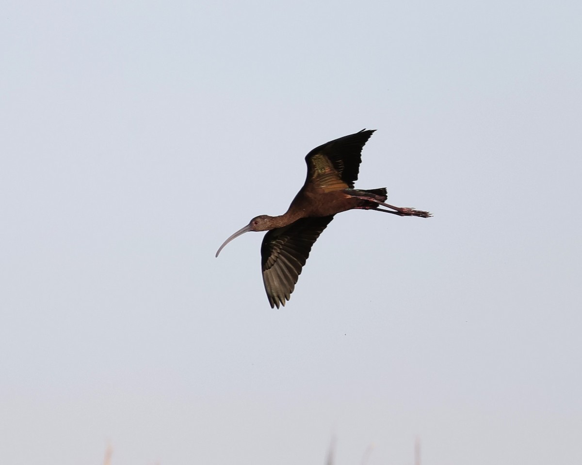 ibis americký - ML532705121