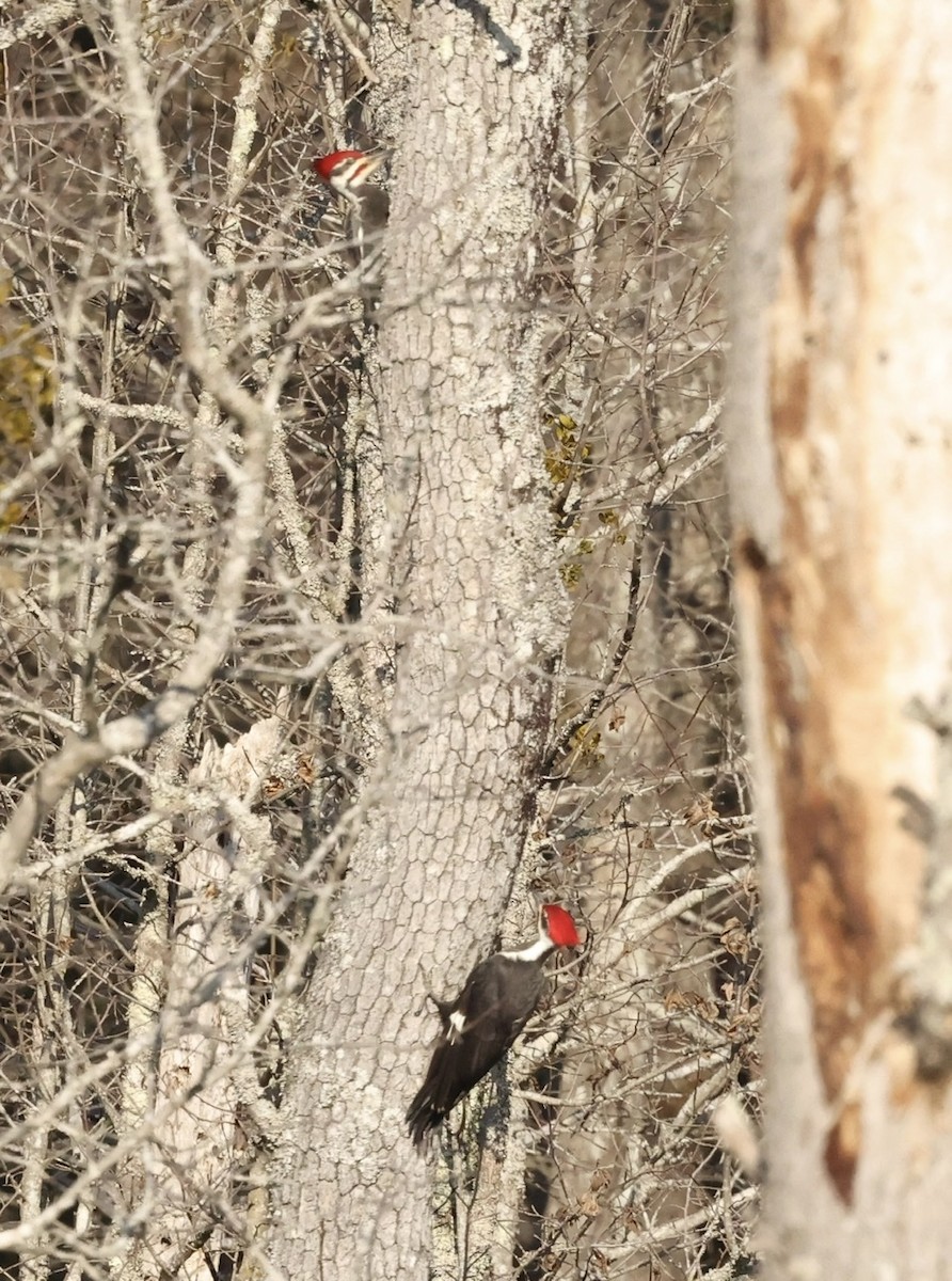 Pileated Woodpecker - ML532705741